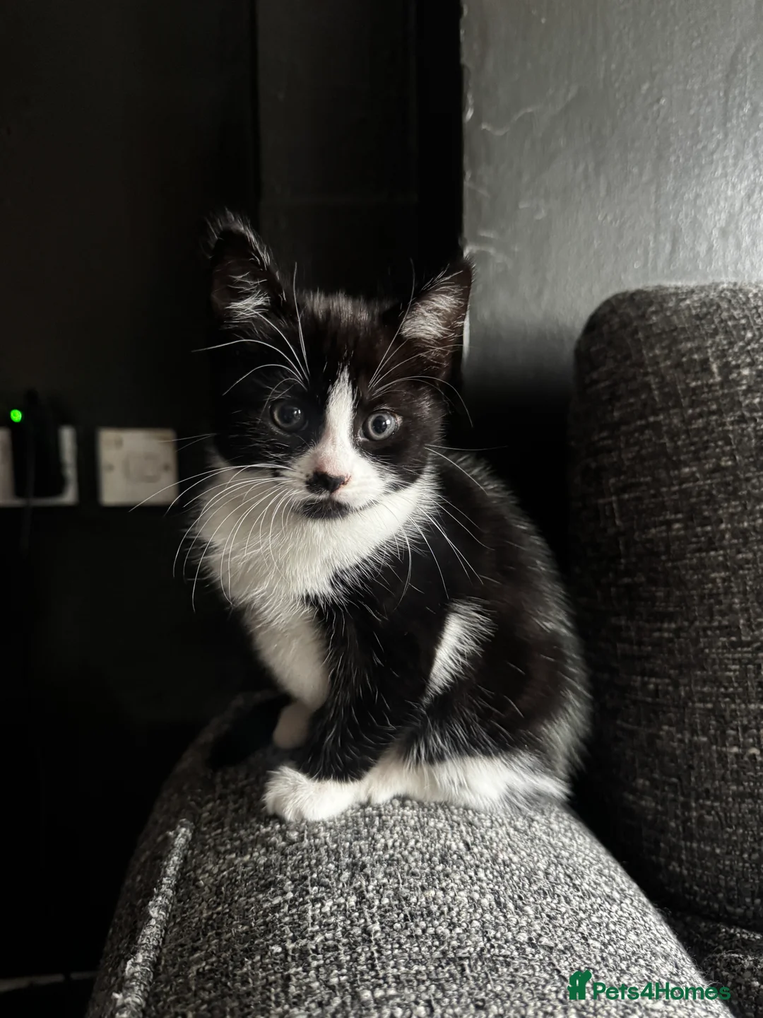 Mixed Breed cats for sale: black and white kittens.  in Tamworth - Advert 1