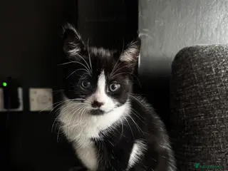 Mixed Breed cats black and white kittens. - Advert 2