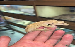 Gecko reptiles for sale: Mixed Crested geckos - Image 3