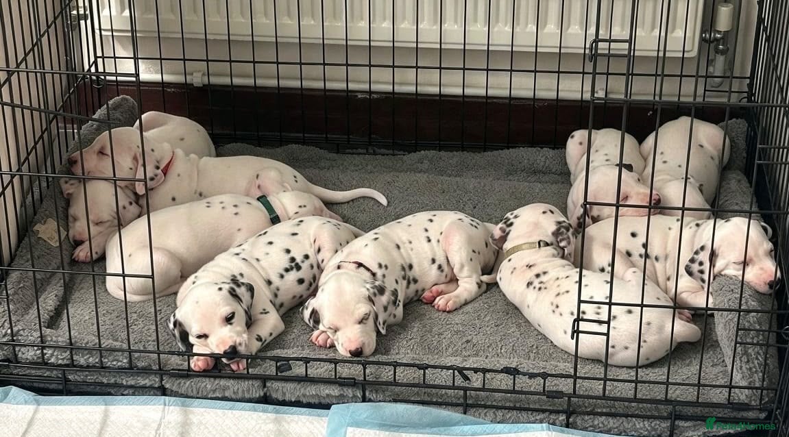 Dalmatian dogs for sale: Dalmatian puppies for sale   - Advert 1