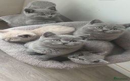 British Shorthair cats for sale: Chunky Female & Male BSH Kittens READY NOW in Herne Bay - Image 2