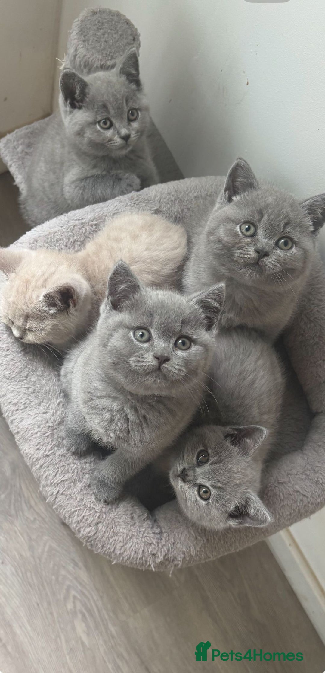 British Shorthair cats for sale: Chunky Female & Male BSH Kittens READY NOW in Herne Bay - Image 2