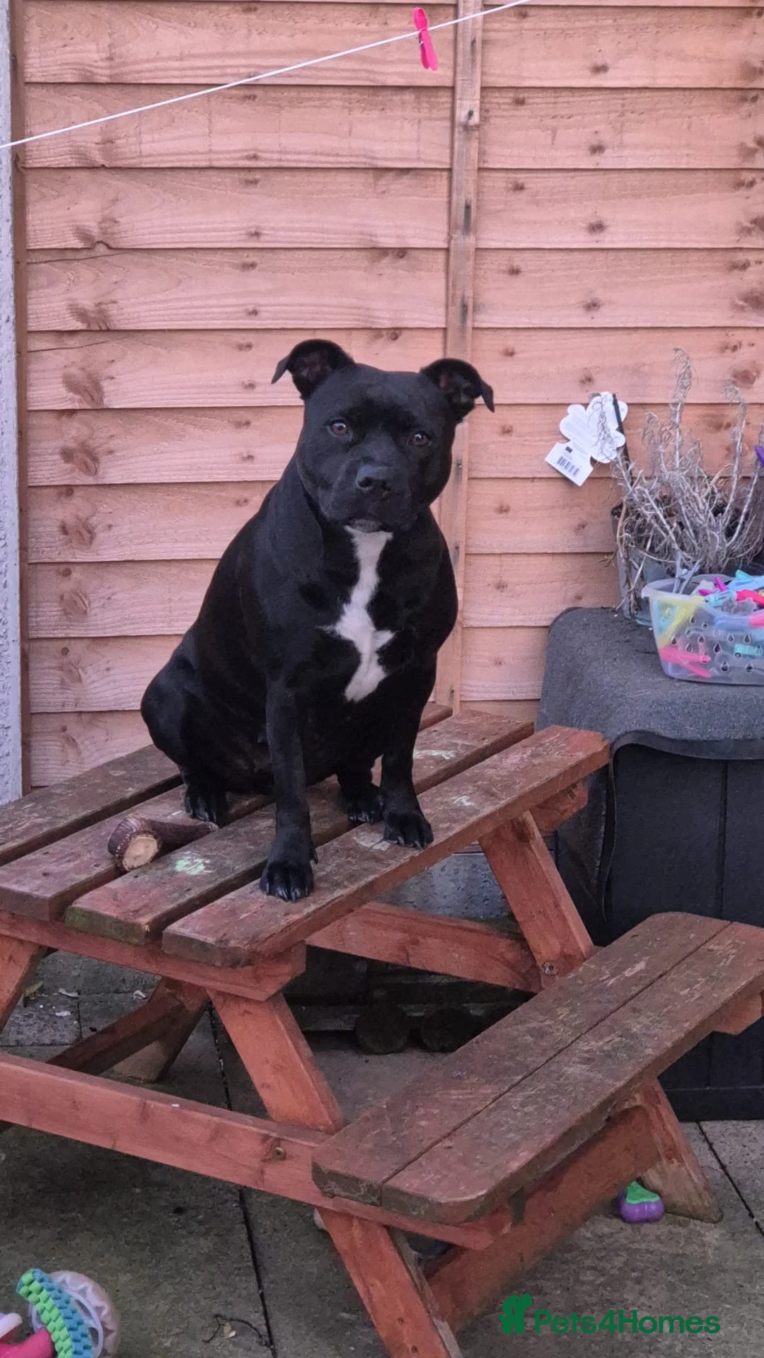Staffordshire Bull Terrier dogs for sale: Staffordshire bull terrier blues  - Advert 1