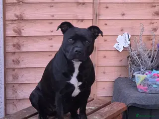 Staffordshire Bull Terrier dogs Staffordshire bull terrier blues - Advert 3