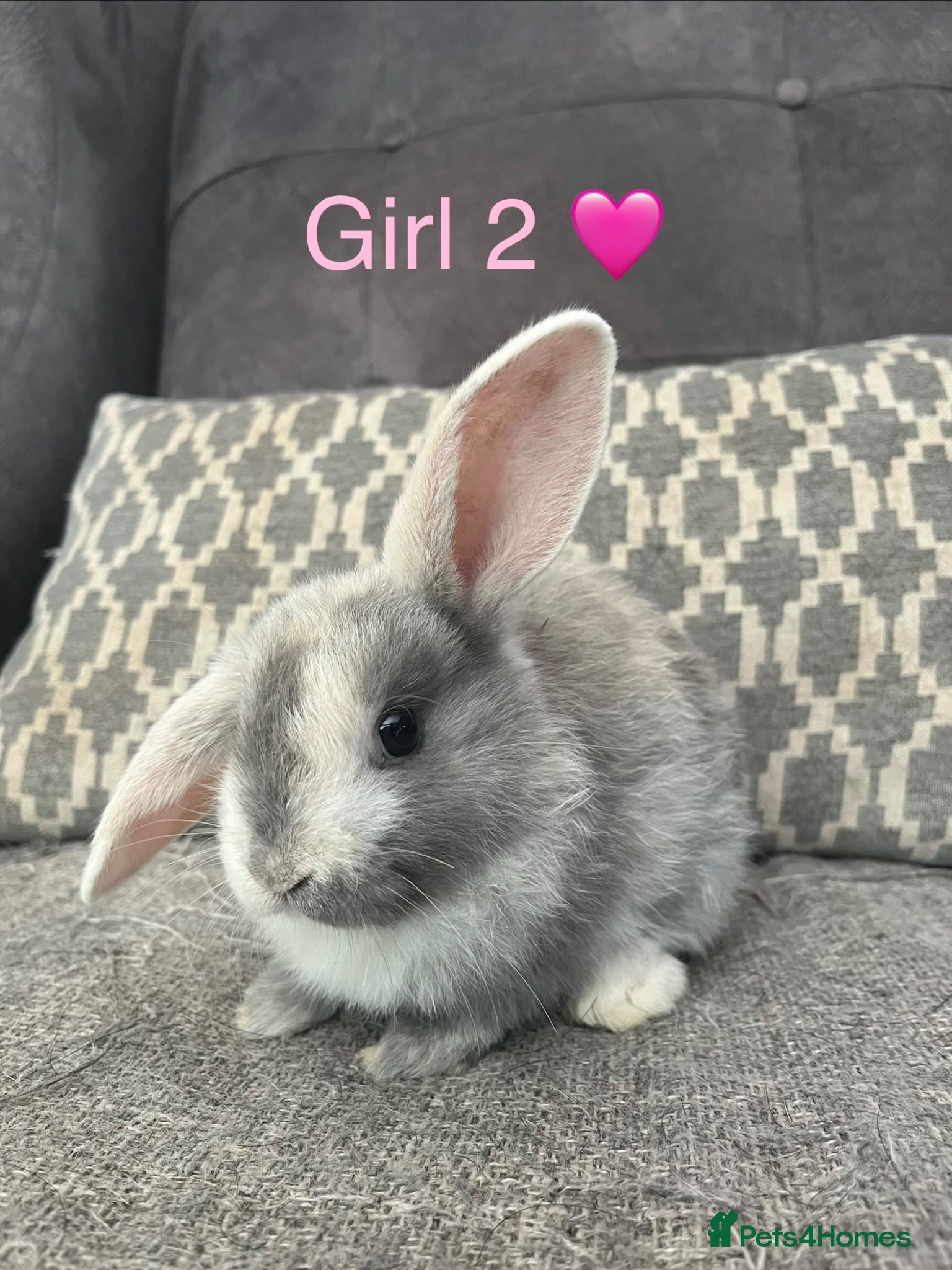 Mini Lop rabbits Mini lop bunnies for sale - Advert 14