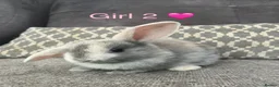 Mini Lop rabbits for sale: Mini lop bunnies for sale - Advert 3