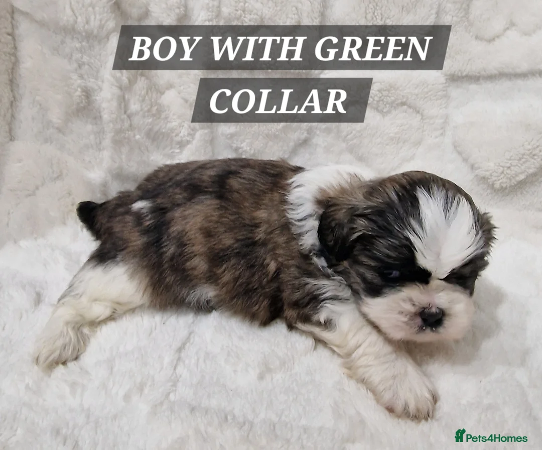 Shih Tzu dogs for sale: Pure breed Shih Tzu puppy - Advert 6