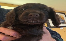Cocker Spaniel dogs for sale: Beautiful working cocker spaniels 3 of each sex - Image 5
