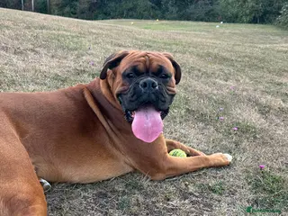 Boxer dogs Gorgeous Boy Boxer - Advert 8