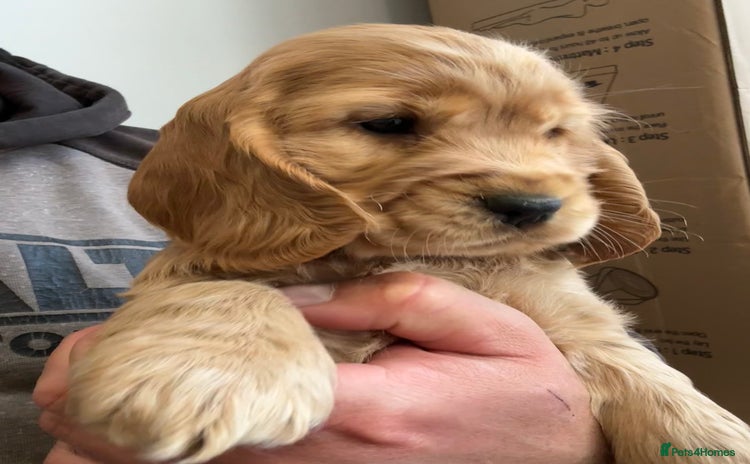 Cocker Spaniel dogs - Advert 7
