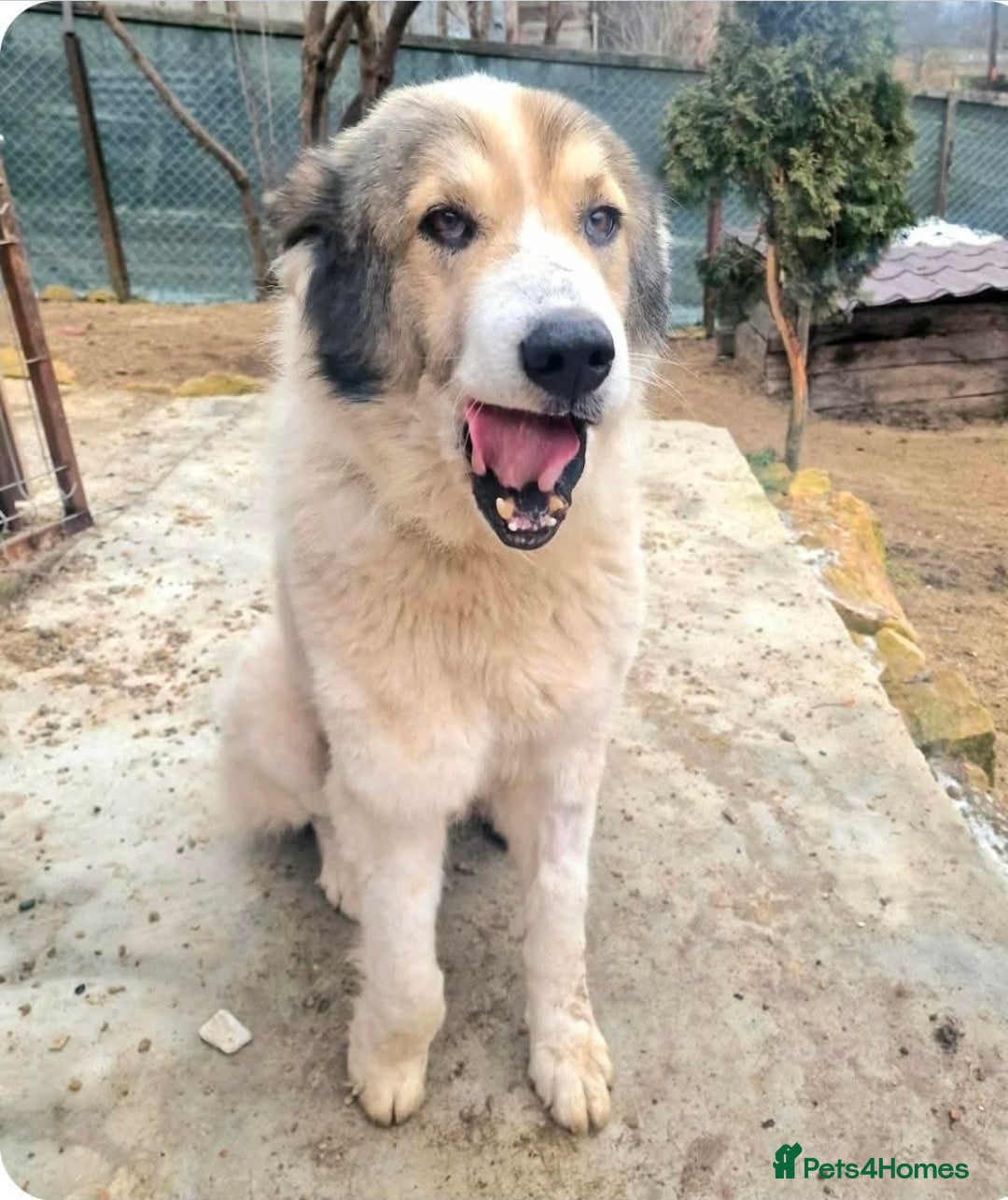 Mixed Breed dogs for adoption: GIGI  - Advert 4