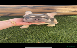 French Bulldog dogs for sale: French bulldog puppies  - Image 5