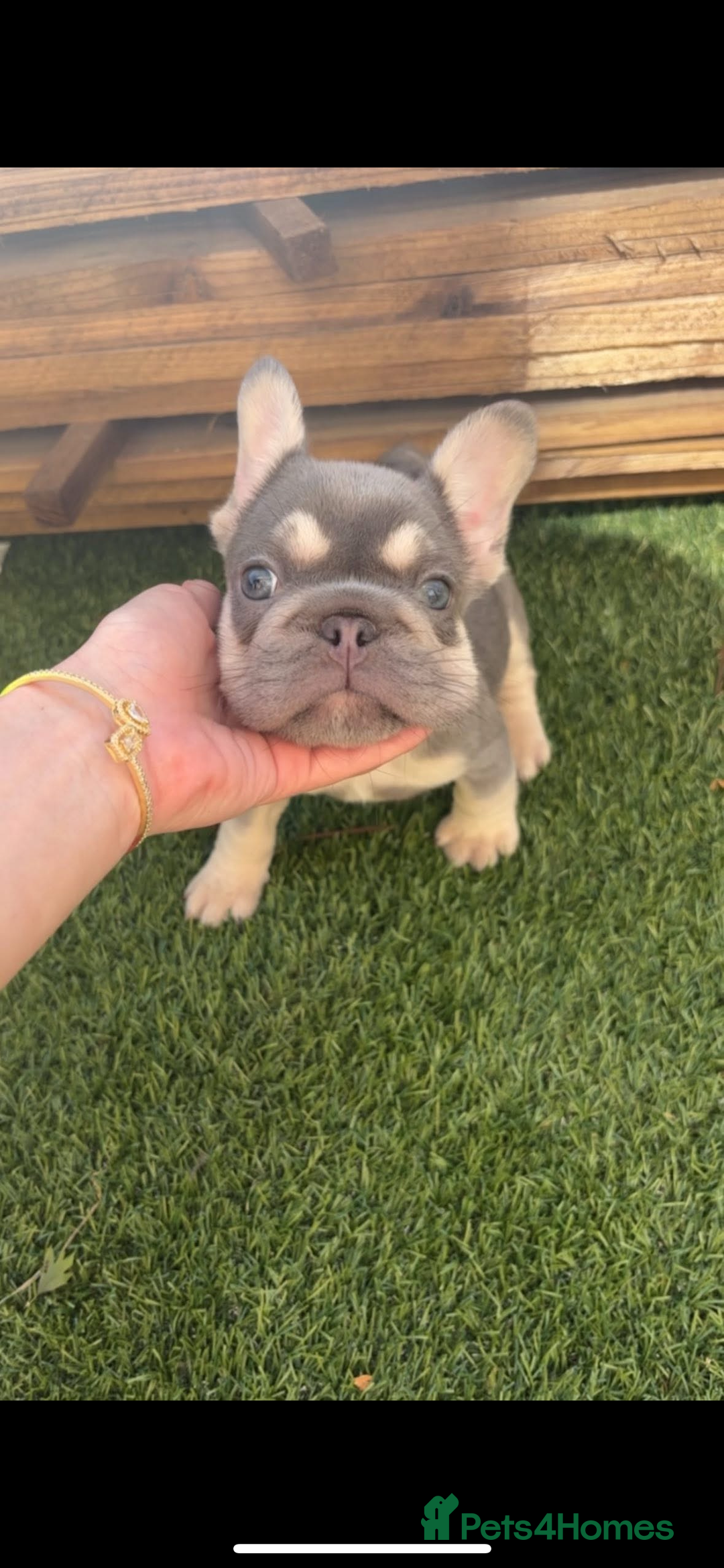 French Bulldog dogs for sale: French bulldog puppies  - Image 5
