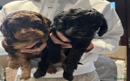 Cockapoo dogs for sale: Adorable F2 Cockapoo Puppies, Ready 12 Oct - Image 3