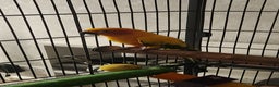 Parrots birds for sale: Breeding pair Sun Conure - Advert 2