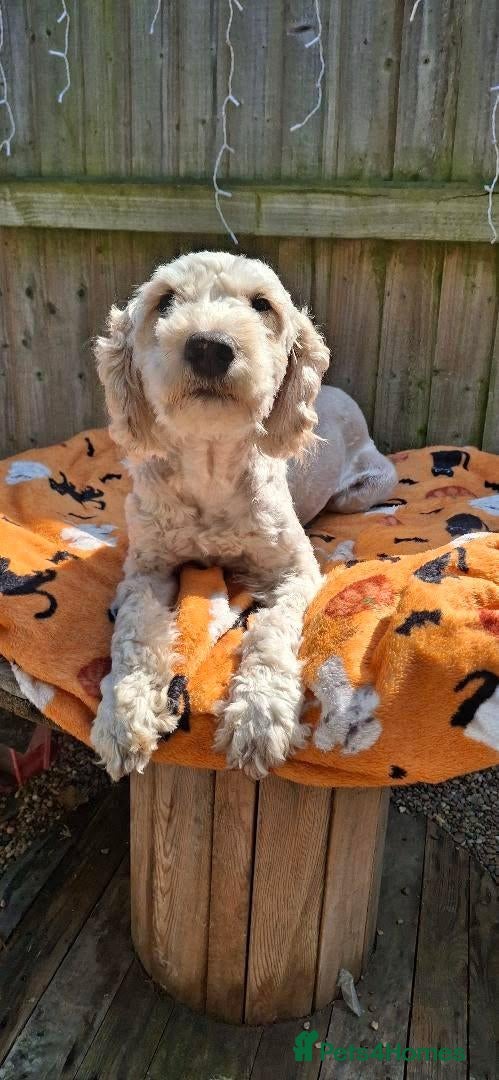 Cockapoo dogs Bandit - Advert 2