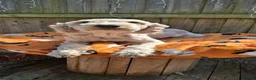 Cockapoo dogs for sale: Bandit - Advert 1