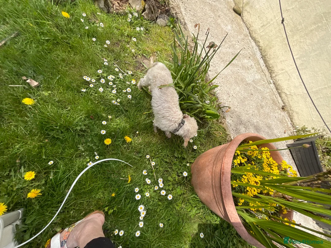 Toy Poodle dogs for sale: Female toy poodle pups in Enniskillen - Advert 2