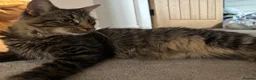 Mixed Breed cats for sale: Tuxedo + Longhaired Tabby  - Advert 2