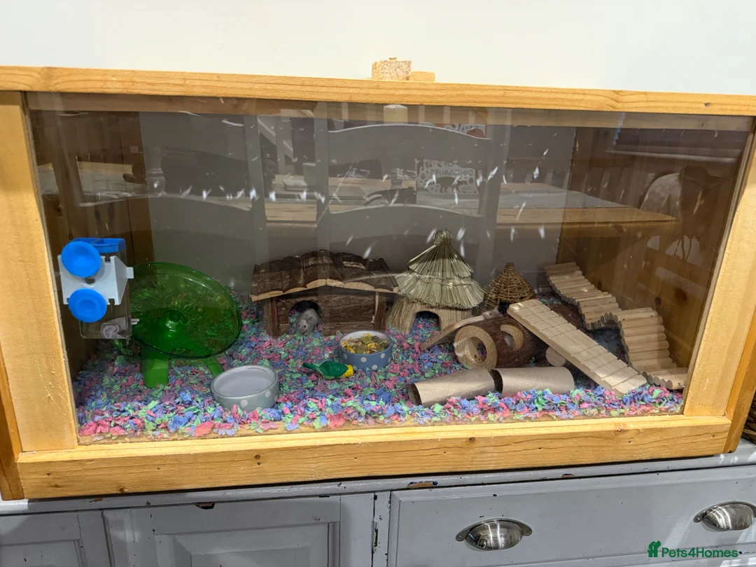 Mouse rodents for sale: 4 female Mice with enclosure and accessories  in Salisbury - Advert 3