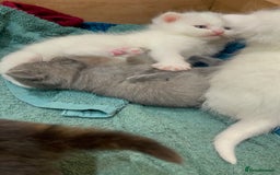 Ragdoll cats for sale: 8 Gorgeous kittens for sale (Reservation) - Image 6