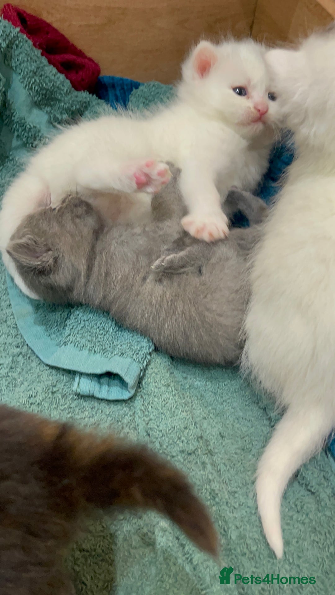 Ragdoll cats for sale: 8 Gorgeous kittens for sale (Reservation) - Image 6