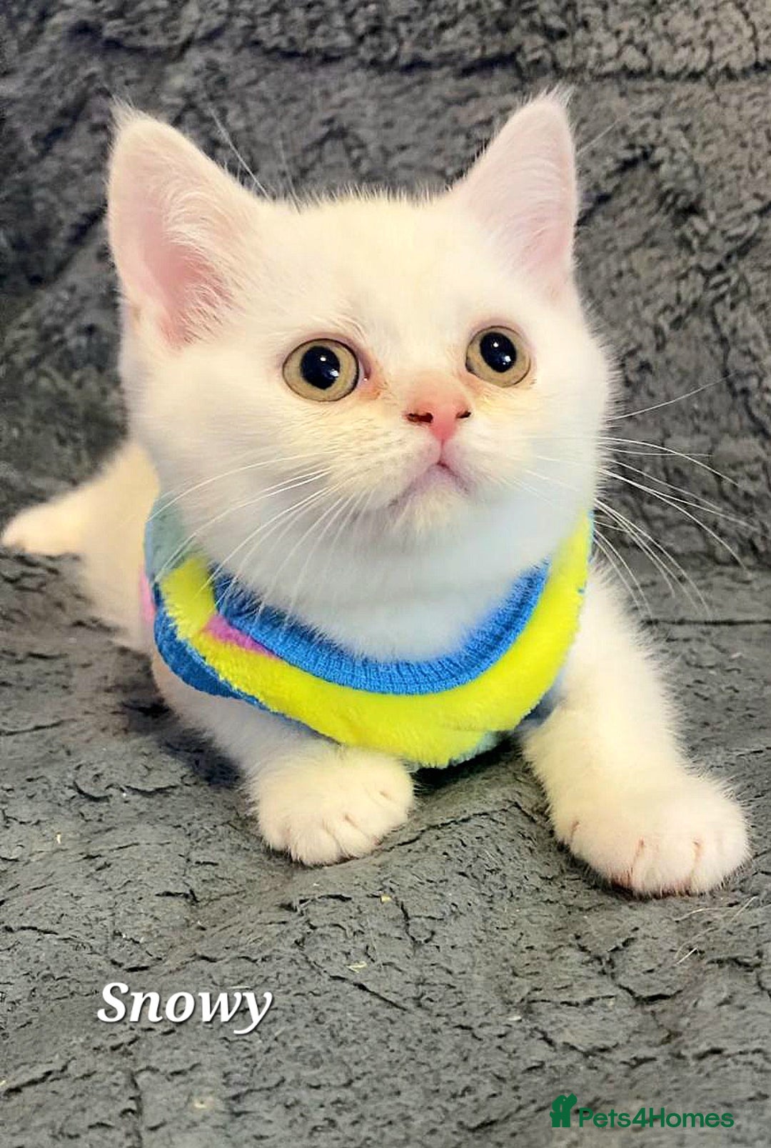 British Shorthair cats for sale: GCCF Snowflake BSH - Advert 20