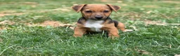 Jack Russell dogs for sale: Three gorgeous jack russell pups  - Advert 8