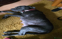 Cane Corso dogs for sale: My puppies  - Image 3