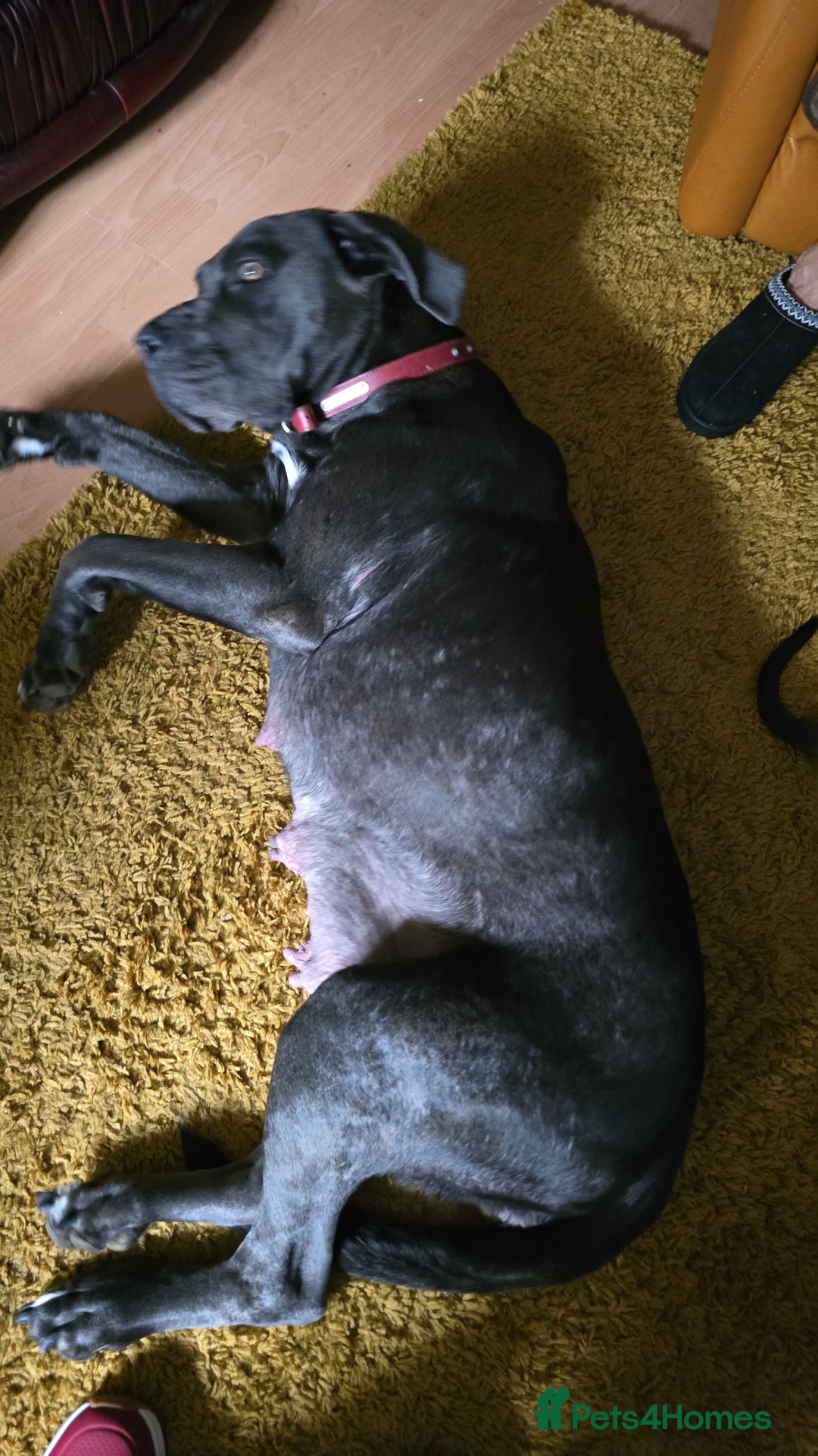Cane Corso dogs for sale: My puppies  - Image 3