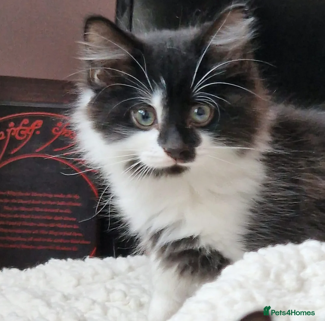 Mixed Breed cats for sale: Beautiful Kittens in Nottingham - Advert 8