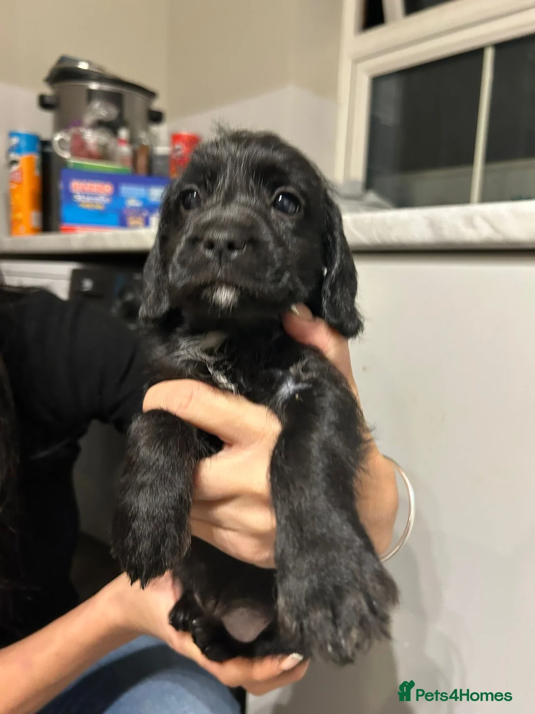 Mixed Breed dogs for sale: Cocker spaniel x jackapoo puppies  - Advert 1