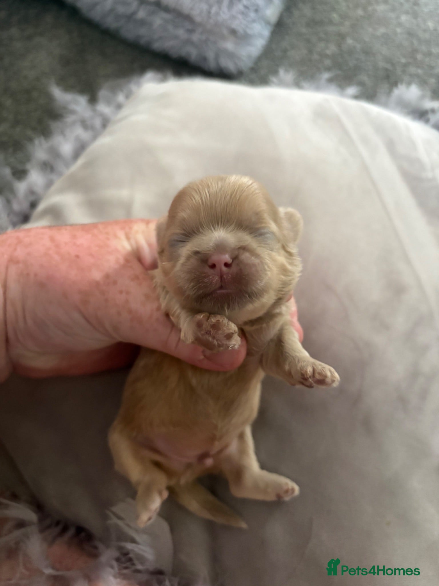 Shih Tzu dogs KC Reg Health Tested Ready August BOYS - Advert 1