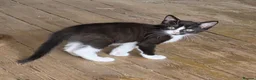 Burmese cats for sale: Burmese x kittens  - Advert 15