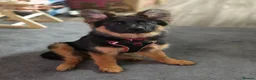 German Shepherd dogs for sale: Gorgeous KC Registered Male German Shepherd - Advert 8