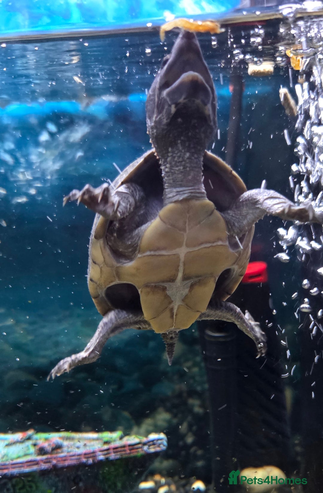 Turtle reptiles for sale: Musk turtle - Image 2