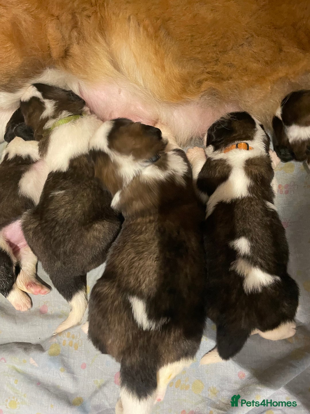 Saint Bernard dogs for sale: Stunning KC reg Saint Bernard puppies  - Image 13