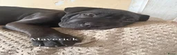 Mixed Breed reptiles for sale: Mixed breed pups for sale  - Advert 5