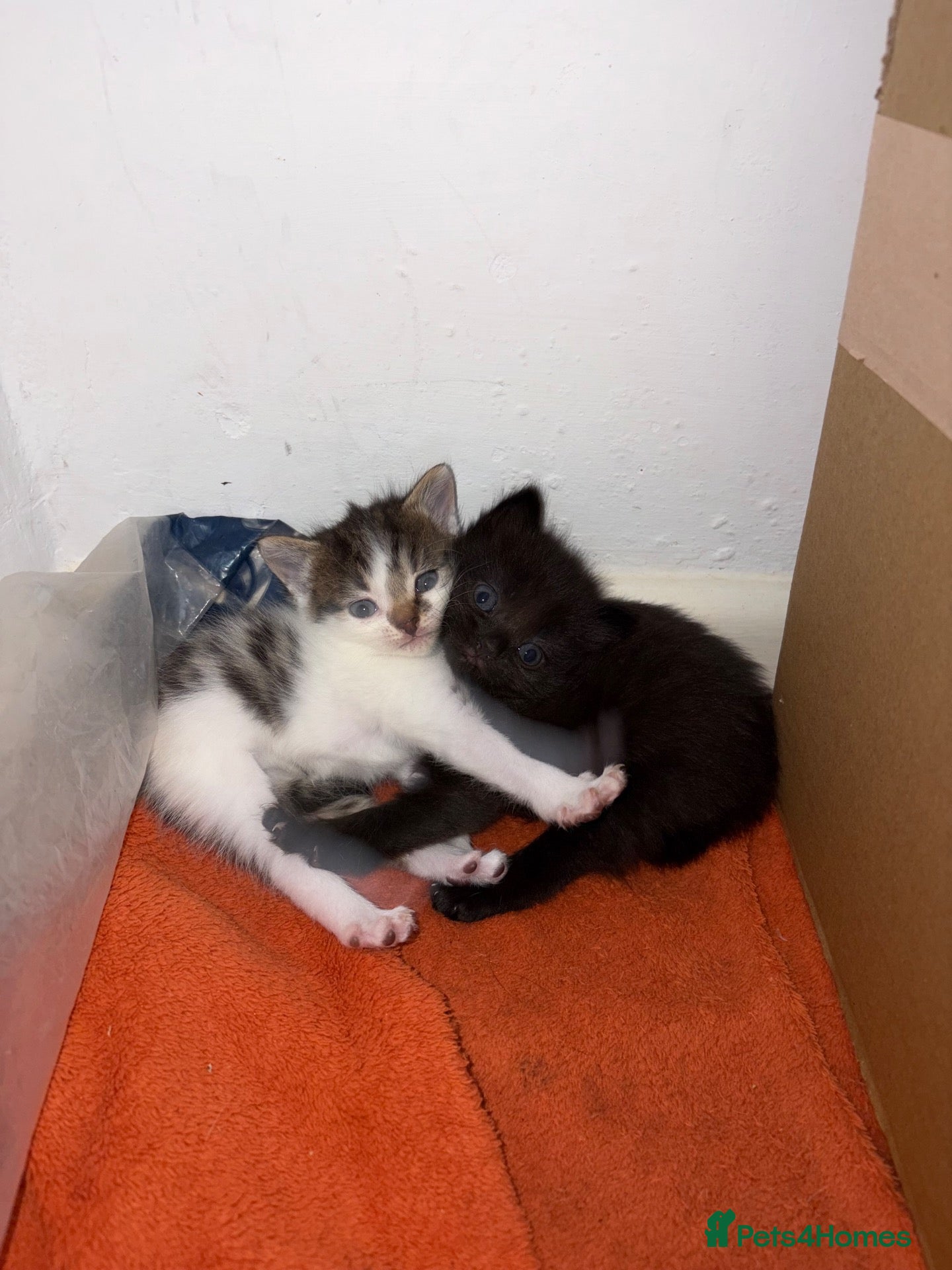 Mixed Breed cats Kittens for sale - Advert 11