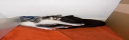 Mixed Breed cats for sale: Kittens for sale - Advert 1