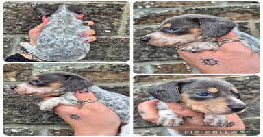 Miniature Dachshund dogs - Advert 9