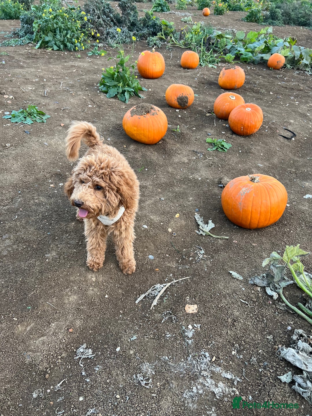 Cockapoo dogs for sale: Red Cockapoo Female Puppy  - Advert 5