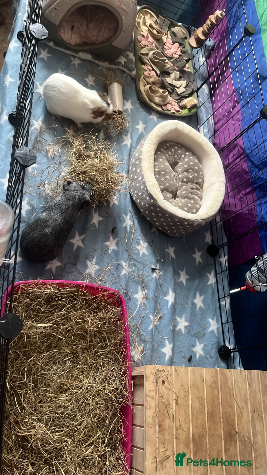 Guinea Pig rodents for sale: 2 male guinea pigs - Image 7