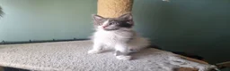 Maine Coon cats for sale: Maine Coon kittens  in Northampton - Advert 18
