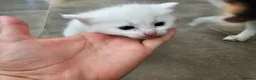 Ragdoll cats for sale: Ragdoll cross kittens - Advert 5