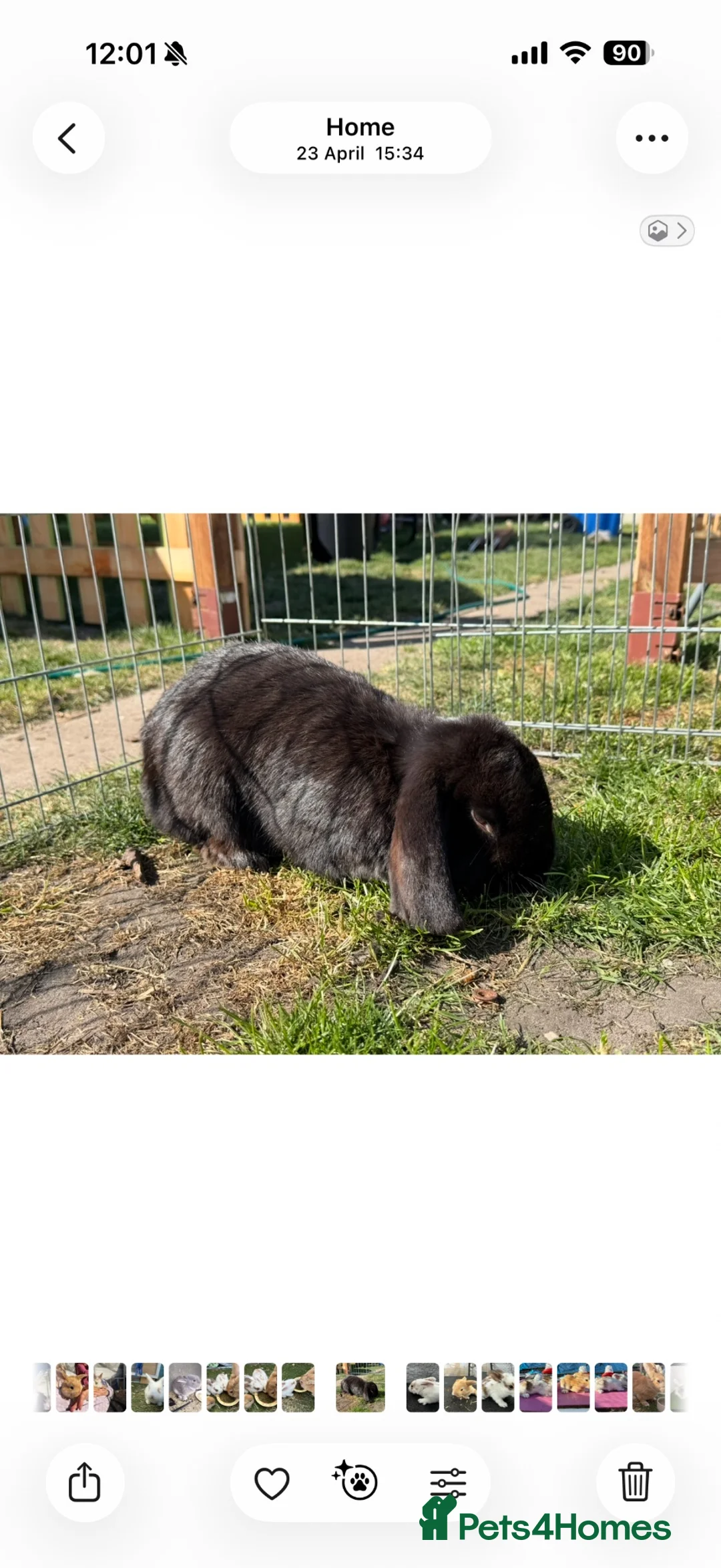 Mixed Breed rabbits for sale: Continental giants x French lop  - Advert 3