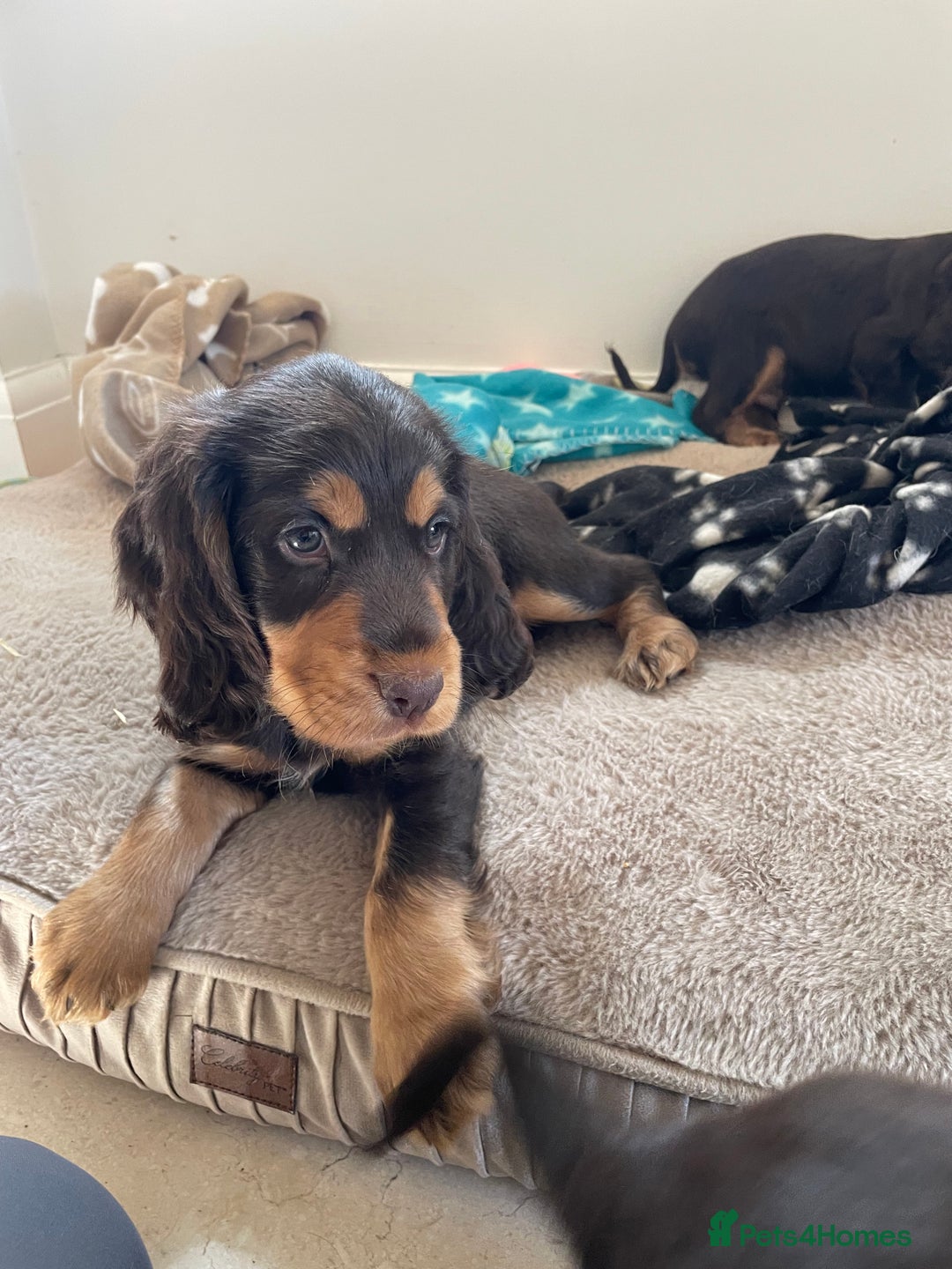 Cocker Spaniel dogs for sale: 6 gorgeous cocker spaniel puppies  - Image 6