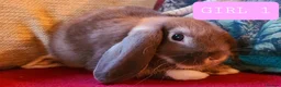 Mixed Breed rabbits for sale: Friendly bunnies ready to go in Southampton - Advert 6