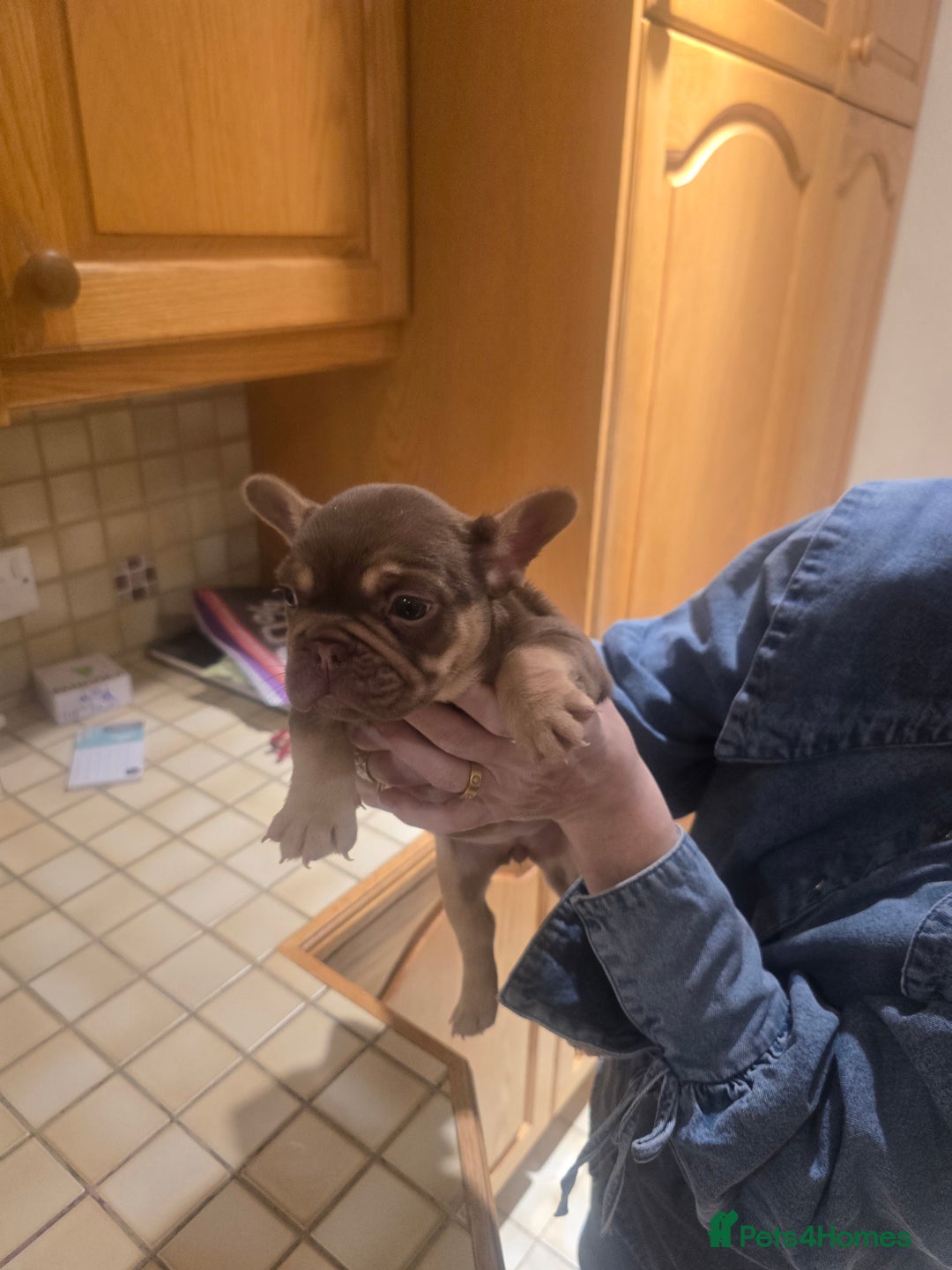 French Bulldog dogs for sale: 2 beautiful French bulldogs for sale - Advert 20