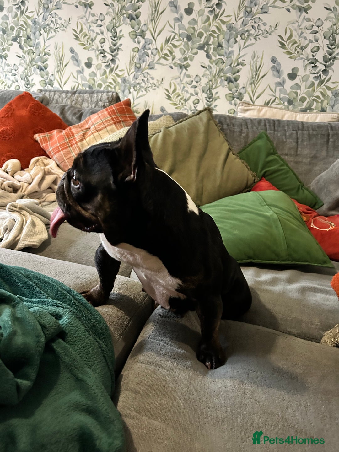 French Bulldog dogs for sale: 6 year old French bulldog  - Image 3